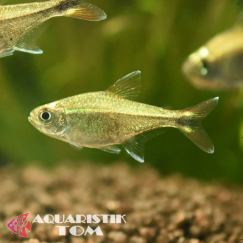 Gold Tetra, Hemigrammus rodwayi